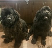 Превью фото № 233269