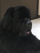 Превью фото № 233276