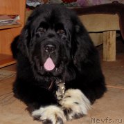 Превью фото № 233299