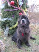 Превью фото № 233312