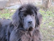 Превью фото № 233314