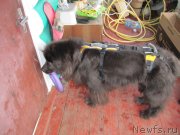 Превью фото № 233317