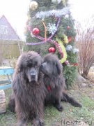 Превью фото № 233319