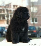 Превью фото № 233333