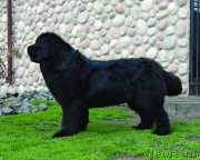 Превью фото № 233381