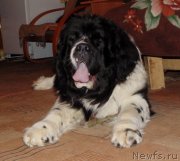 Превью фото № 233383