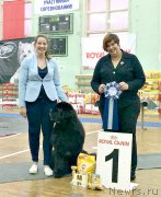 Превью фото № 233474