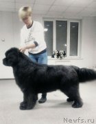 Превью фото № 233541