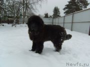 Превью фото № 233553