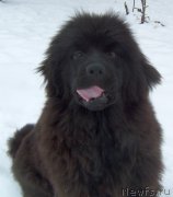 Превью фото № 233554