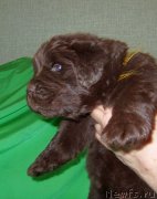 Превью фото № 233561