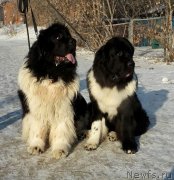 Превью фото № 233566