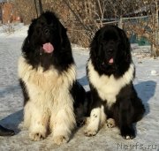 Превью фото № 233567