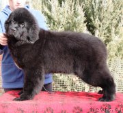 Превью фото № 233570