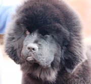 Превью фото № 233573