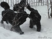 Превью фото № 233581