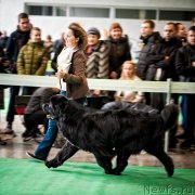 Превью фото № 233604