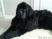 Превью фото № 233612