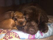 Превью фото № 233634