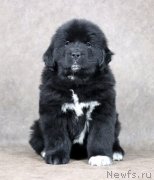 Превью фото № 233650