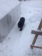 Превью фото № 233662