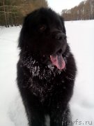 Превью фото № 233702