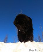 Превью фото № 233711