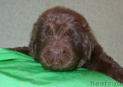 Превью фото № 233713