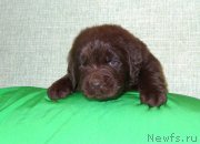 Превью фото № 233716