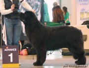 Превью фото № 233729