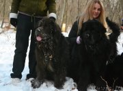 Превью фото № 233765