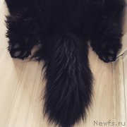 Превью фото № 233825