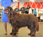 Превью фото № 233836