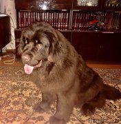 Превью фото № 233871