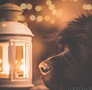 Превью фото № 233889