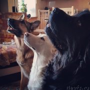 Превью фото № 233890