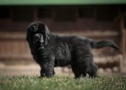 Превью фото № 233929