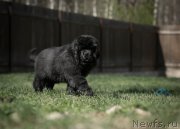 Превью фото № 233941