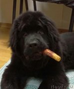 Превью фото № 233954