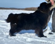 Превью фото № 233971