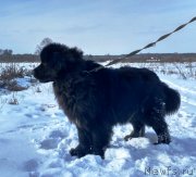 Превью фото № 233973