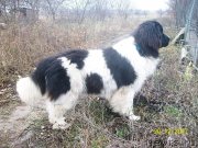 Превью фото № 233981