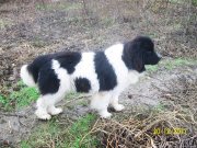 Превью фото № 233982