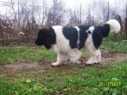 Превью фото № 233984