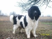 Превью фото № 233985