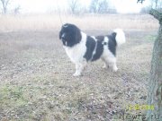 Превью фото № 233987