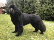 Превью фото № 233994