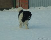 Превью фото № 234033