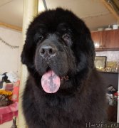 Превью фото № 234058