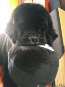 Превью фото № 234073